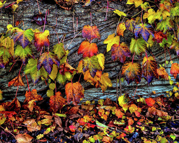 Fall Poster featuring the photograph Nature's Garland by Susie Loechler