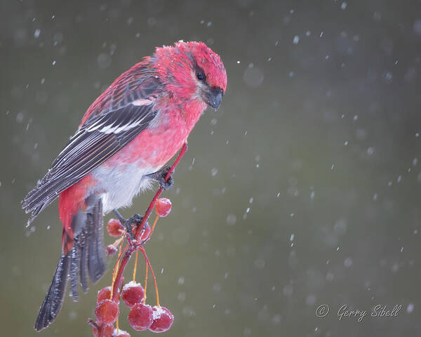 Nature Poster featuring the photograph Neither rain nor snow nor sleet can stop a determined bird by Gerry Sibell