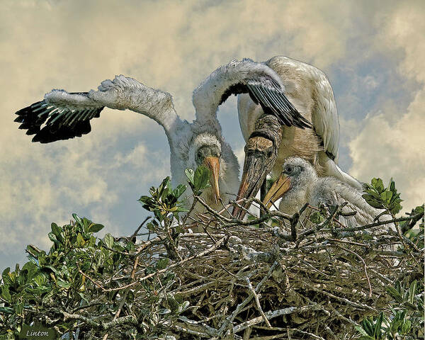Wood Storks Poster featuring the digital art Nesting Wood Storks Cps by Larry Linton