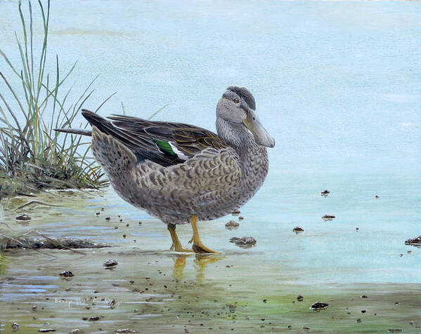 Northern Shoveler Poster featuring the painting Northern Shoveler Female by Barry Kent MacKay