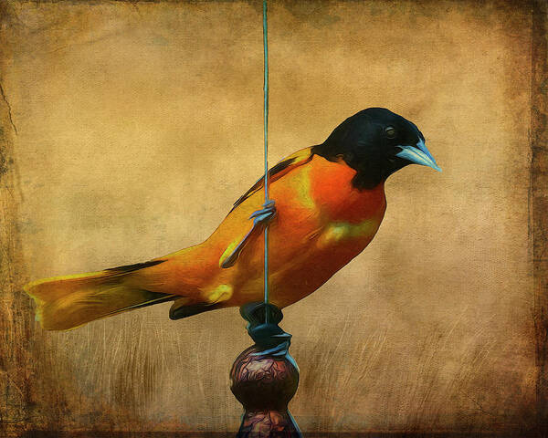 Songbird Poster featuring the photograph Orange Bird by Cathy Kovarik
