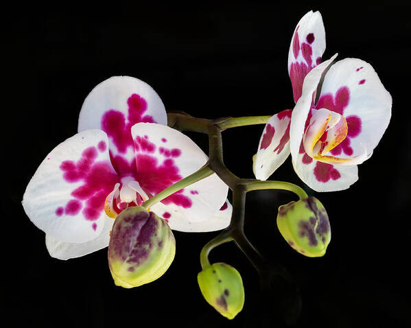 Orchid Poster featuring the photograph Orchid Transparency by Richard Goldman