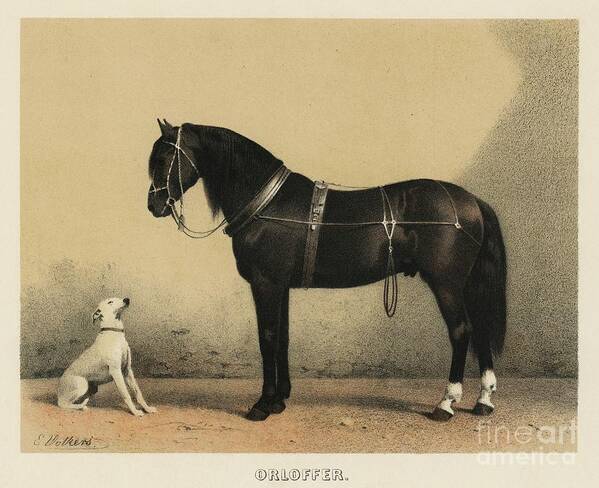 Horse Poster featuring the painting Orloffer Orloff Horse by Emil Volkers 1880, an illustration of a black horse and a white dog. by Shop Ability