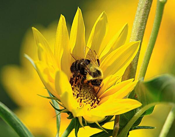 Bee Poster featuring the photograph Our Best Friend by Mary Walchuck