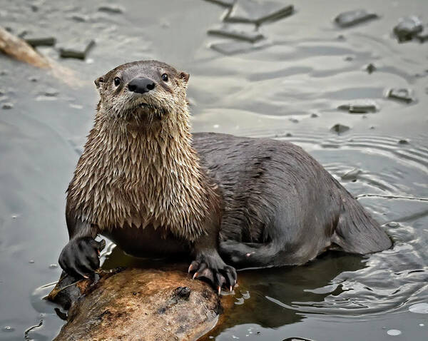 Otter Poster featuring the photograph Out on a Log - River Otter by Bruce Morrison