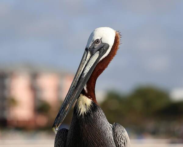 Pelicans Poster featuring the photograph Pelican - Close Up 2 by Mingming Jiang