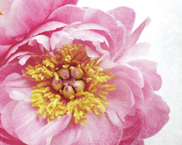 Peony Poster featuring the photograph Peony 26 by Lupen Grainne