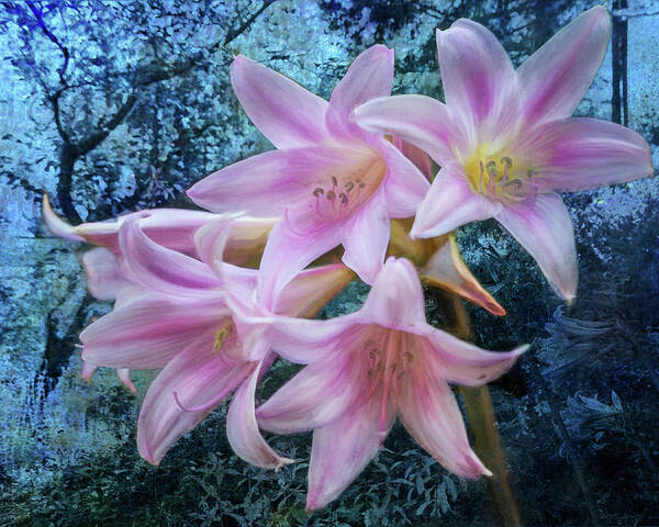 Pink Day-lilies Poster featuring the photograph Pink Fluted Flowers From the Garden Before the Fall by Belinda Greb