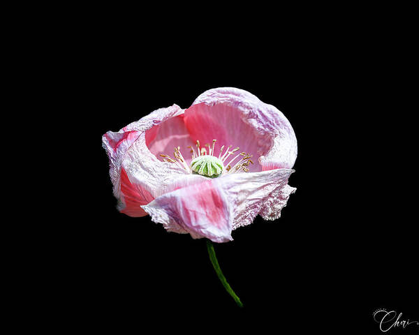Poppy Poster featuring the photograph Pink Poppy on Black by Cheri Freeman