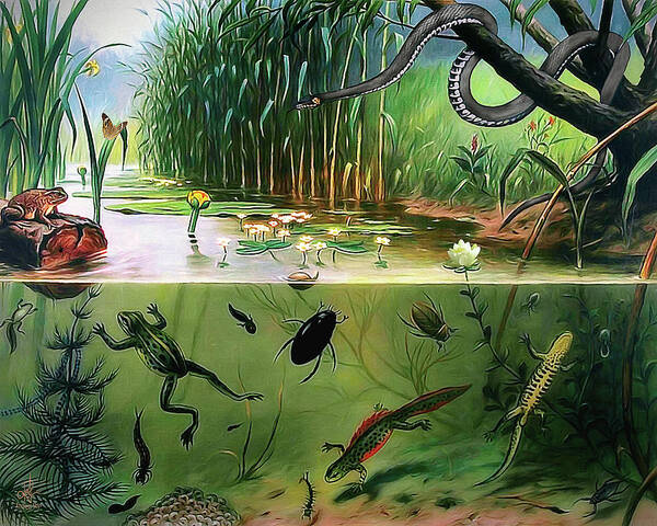 Frog Poster featuring the digital art Pond Life by Pennie McCracken