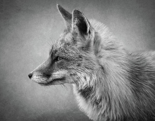 Foc Poster featuring the digital art Portrait of a fox in black and white by Marjolein Van Middelkoop
