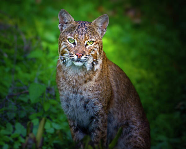 Bobcat Poster featuring the photograph Portrait of a Lady by Mark Andrew Thomas
