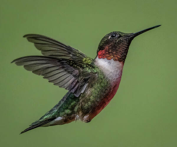 Hummingbird Poster featuring the photograph Posing by Brian Shoemaker