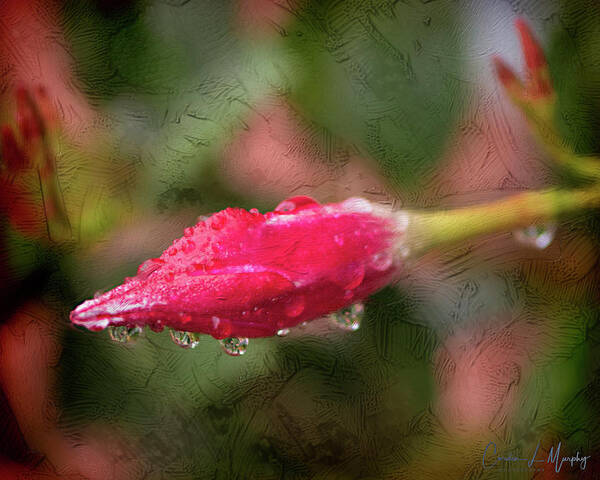 Raindrops Poster featuring the photograph Raindrops on a red rose - Digital Painting by Cordia Murphy