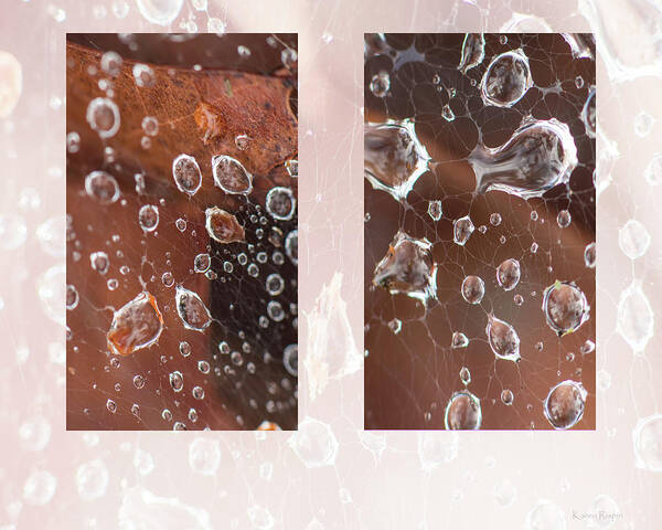 Raindrop Poster featuring the photograph Raindrops On Web by Phil And Karen Rispin