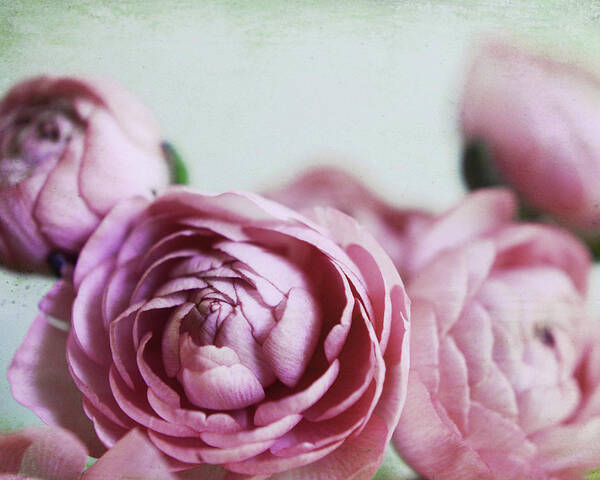Ranunculus Flowers Poster featuring the photograph Ranunculus Chic by Lupen Grainne