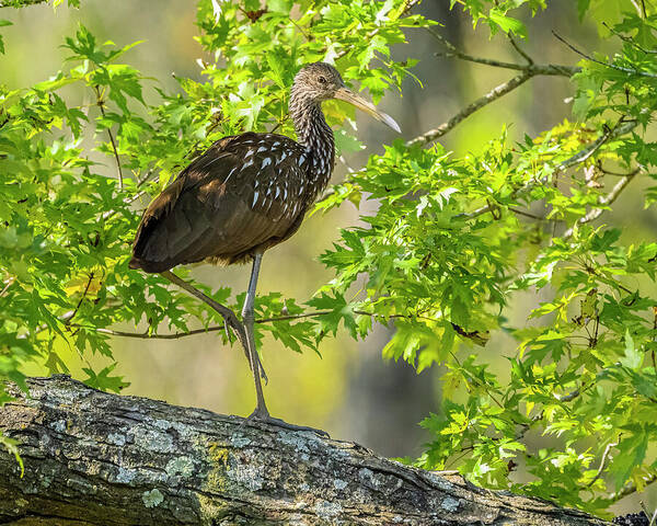 Rare Limpkin Standing Poster featuring the photograph Rare Limpkin Standing by Morris Finkelstein