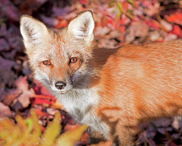 New Hampshire Poster featuring the photograph Red Fox by John Rowe