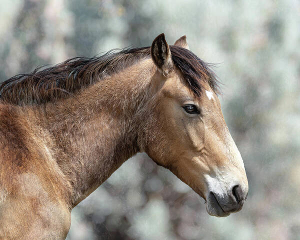 Horses Poster featuring the photograph River by Mary Hone