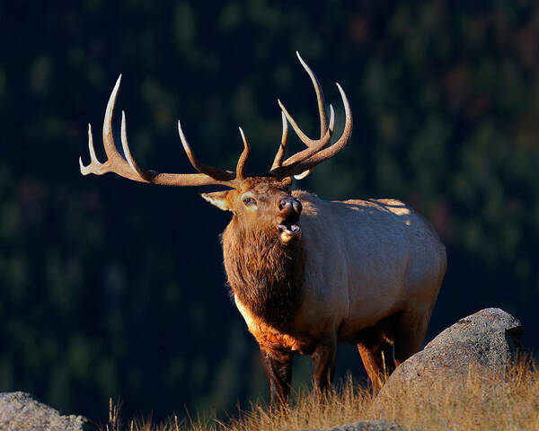 Rocky Mountain Bull Elk Bugling Poster featuring the photograph Rocky Mountain Bull Elk bugling by Gary Langley