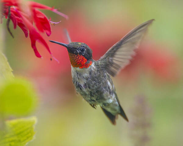 Hummingbird Poster featuring the photograph Ruby Throated Delight by Timothy McIntyre
