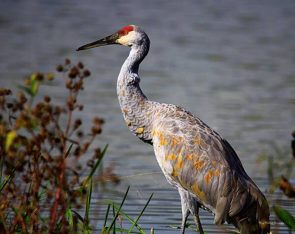 Sand Hill Crane Poster featuring the photograph Sand Hill Crane by Mary Walchuck