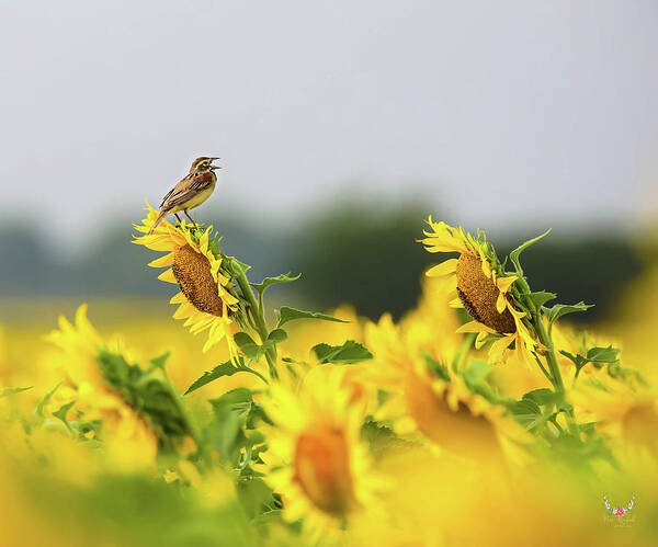 Dickcissel Poster featuring the photograph Singing Bird on Sunflowers by Pam Rendall
