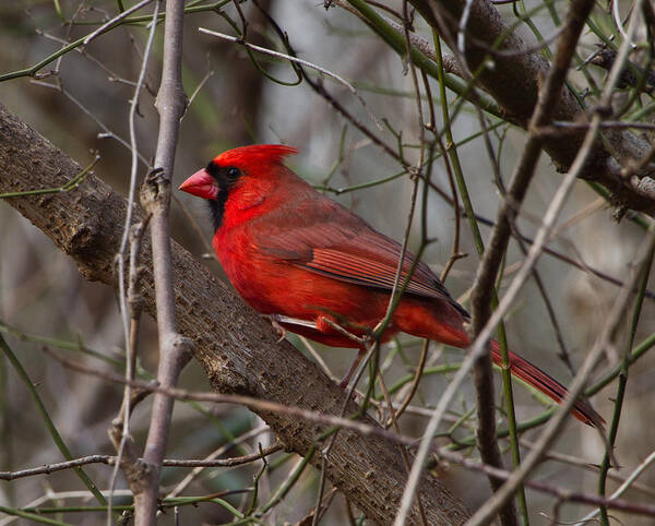 Cardinal Poster featuring the photograph Sitting Pretty by Judy Cuddehe