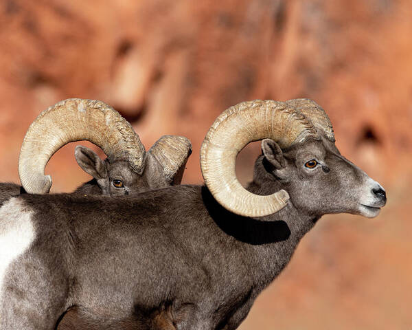 Bighorn Sheep Poster featuring the photograph Sneak Peak by Mary Hone