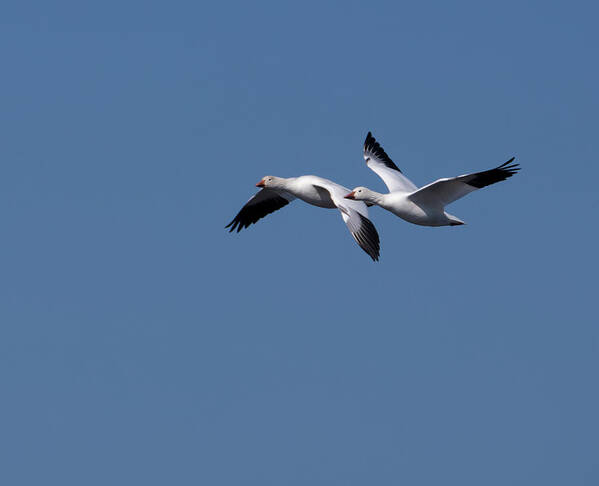 Snow Geese Poster featuring the photograph Snow Goose Pair by Flinn Hackett