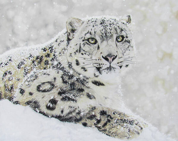 Big Cat Poster featuring the drawing Snow Leopard by Kelly Speros