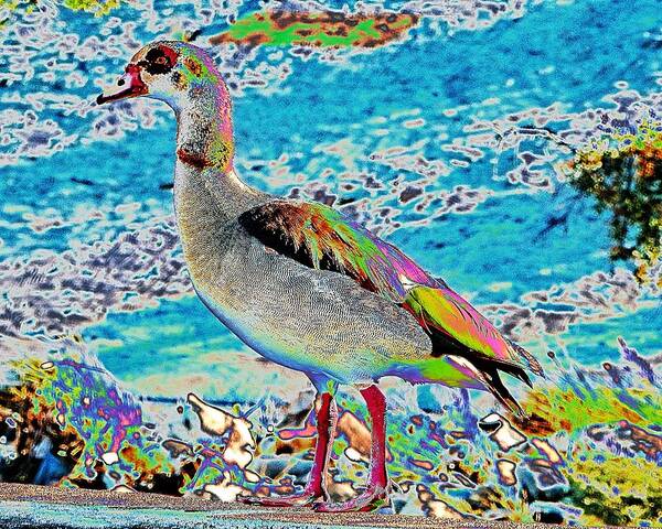 Bird Poster featuring the photograph Solar Egyptian Goose Above Water by Andrew Lawrence