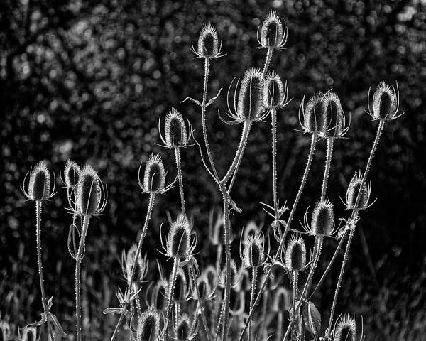 Spiny Alien Invaders Poster featuring the photograph Spiny Alien Invaders -- Dry Teasel Flowers at E.E. Wilson Game Management Area, Oregon by Darin Volpe