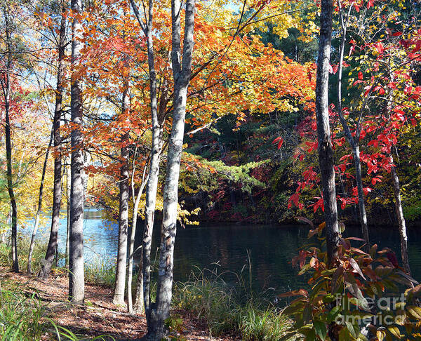 Fall Autumn Autumnal Leaf Leaves Tree Trees Forest Lake Lakes Nature Landscapes Season Seasonal Pond Ponds Wooded Woods Path Paths Poster featuring the photograph Splendor in the Fall by Li Newton