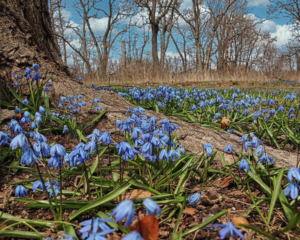 Spring Time Flowers Poster featuring the photograph Spring Time Flowers by Scott Olsen