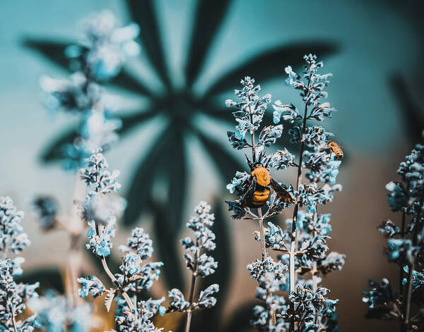 Aqua Poster featuring the photograph Spring Yellow Bumble Bee on Blue by Jason McPheeters