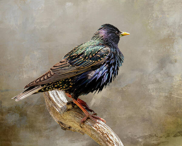 Bird Poster featuring the photograph Starling Portrait by Cathy Kovarik