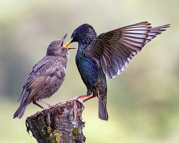 Starlings Poster featuring the photograph Starlings by Grant Glendinning