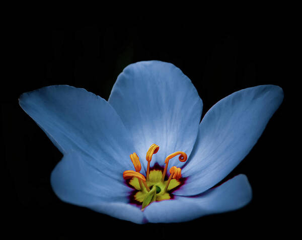 Flower Poster featuring the photograph Stellar Blue-auty by Gena Herro