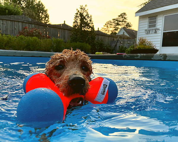 Goldendoodle Poster featuring the photograph Suburban Aqua Fetch by Lee Darnell