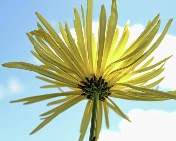 Chrysanthemum Poster featuring the photograph Sunburst by Judy Vincent