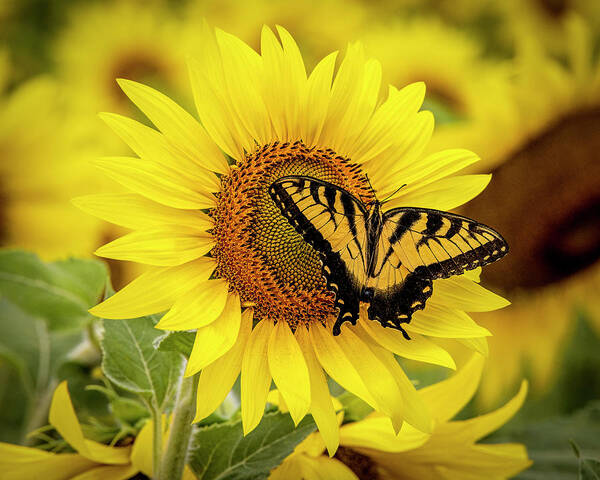 Sunflower Poster featuring the photograph Sunflower Butterfly - Yellow on Yellow by Patti Deters