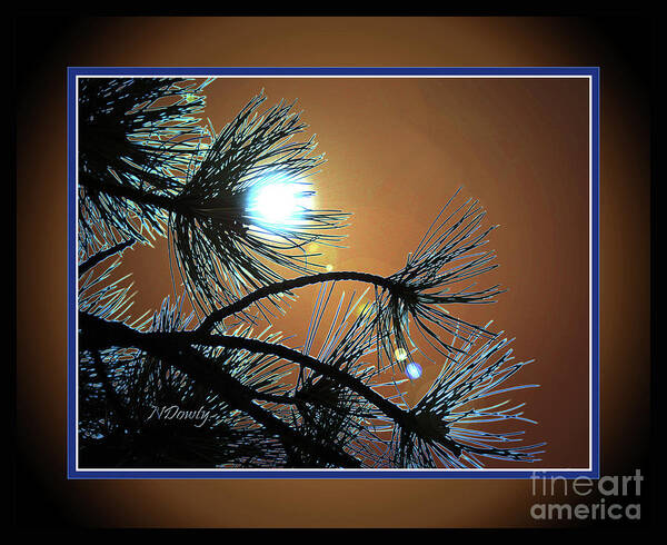Sunset Pine Poster featuring the photograph Sunset Pine by Natalie Dowty