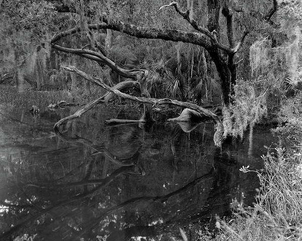 Ft. George Island Poster featuring the photograph Swamp, Ft. George Island, Florida, 2004 by John Simmons