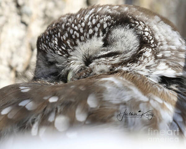 Boreal Owl Poster featuring the photograph Sweet dreams boreal owl by Heather King