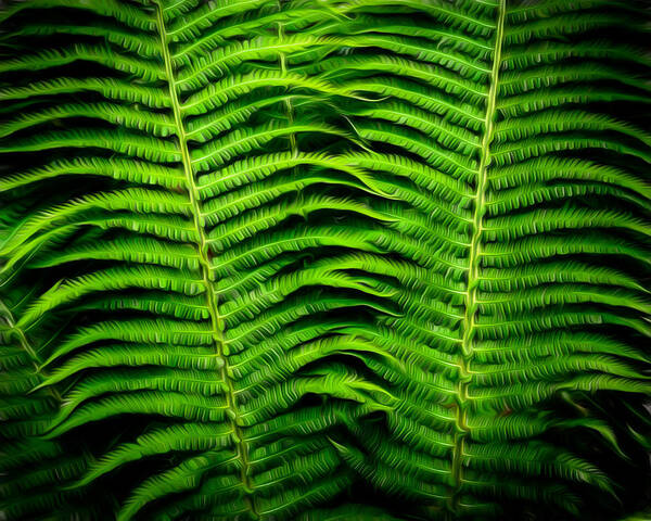 Fern Poster featuring the digital art Texture and background Ferns by Alessandra RC