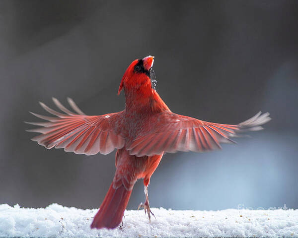 Cardinal Poster featuring the photograph The Dance by Jane Axman