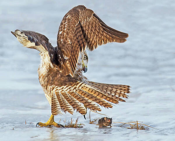 Red-tailed Hawk Poster featuring the photograph The Great Escape by CR Courson