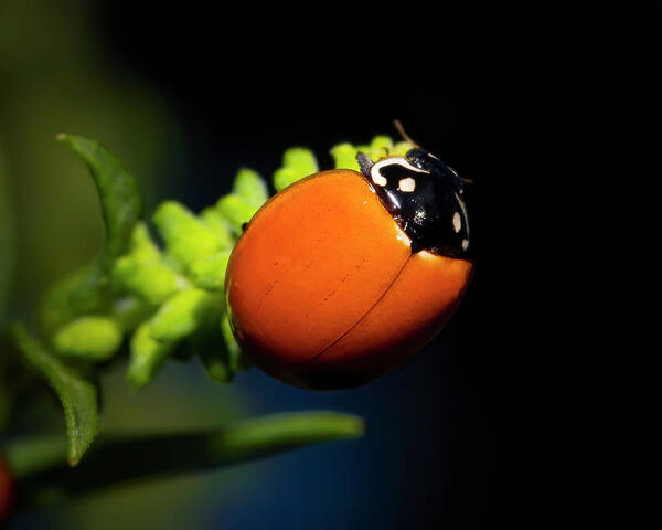 Ladybug Poster featuring the photograph The Happy Ladybug by Mark Andrew Thomas