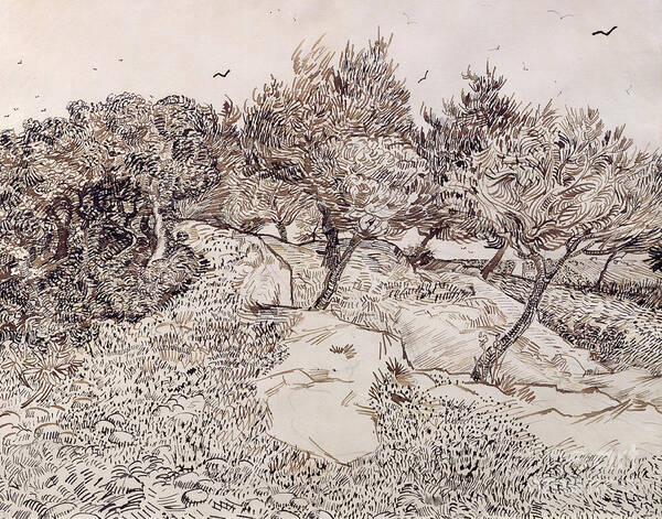 The Olive Trees Poster featuring the drawing The Olive Trees, pen and ink by Van Gogh by Vincent Van Gogh